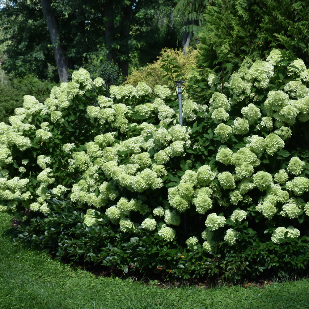 Hydrangea Paniculata – Little Lime – #3 Container